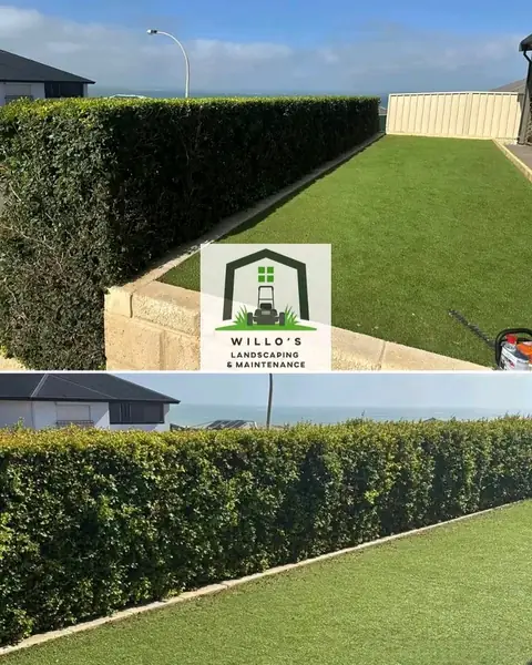 Before and after photos of hedges trimmed in Geraldton