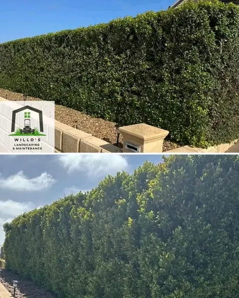 Before and after photos of hedges trimmed in Geraldton (2 of 3)
