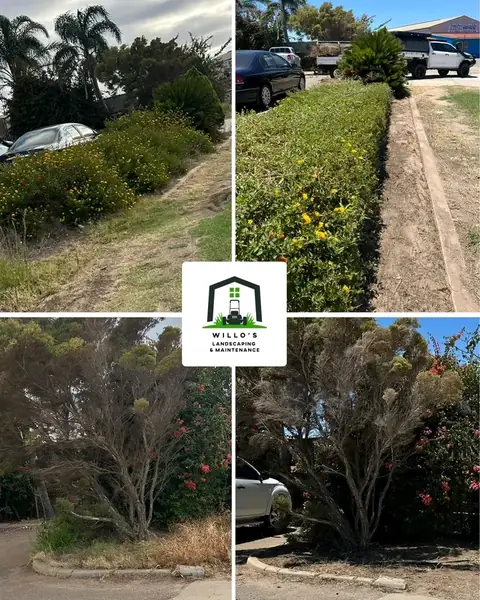 Before and after photos of hedges trimmed in Geraldton (3 of 3)